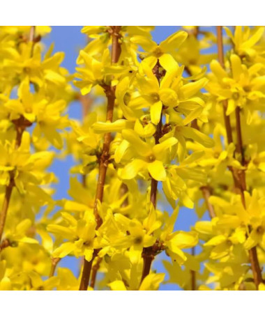 Forsythia intermedia 'Lynwood' im 2l-Topf