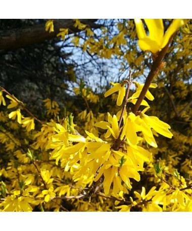 Forsythia intermedia 'Lynwood' im 2l-Topf
