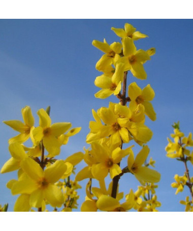 Forsythia intermedia 'Lynwood' im 2l-Topf