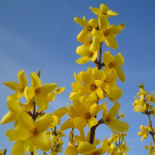 Forsythia intermedia 'Lynwood' im 2l-Topf