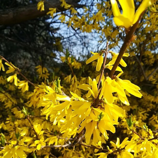 Forsythia intermedia 'Lynwood' im 2l-Topf