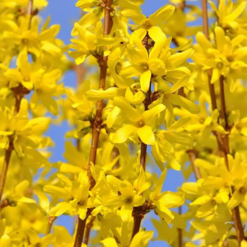 Forsythia intermedia 'Lynwood' im 2l-Topf