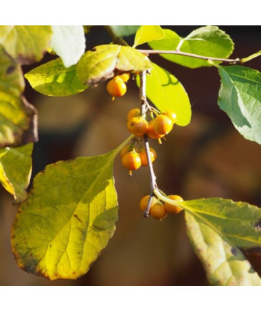 Dławisz Herkules (männlich) in einem 2l-Topf