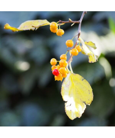 Dławisz Herkules (männlich) in einem 2l-Topf