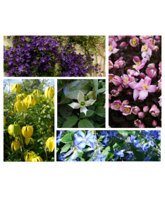 Set aus 5 Stück - Clematis in P9/C1 Töpfen