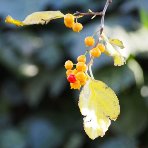 Dławisz Herkules (männlich) P9/C1