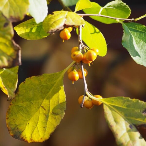 Dławisz Herkules (männlich) P9/C1