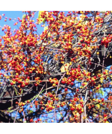 Dławisz Diana (weiblich) P9/C1