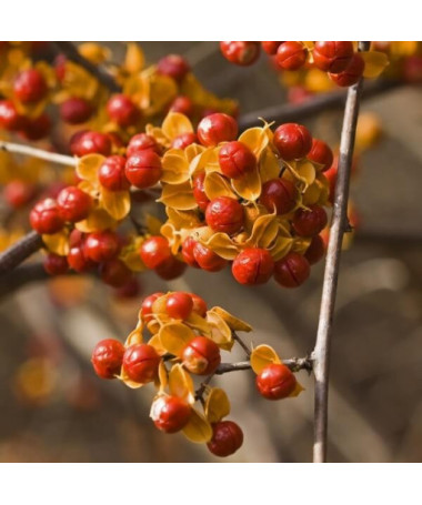 Dławisz 'Duo' (beidgeschlechtlich) P9/C1