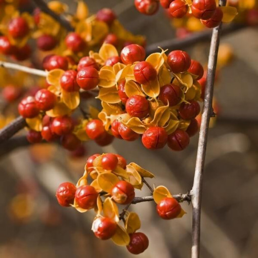 Dławisz 'Duo' (beidgeschlechtlich) P9/C1