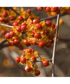 Dławisz 'Duo' (beidgeschlechtlich) P9/C1