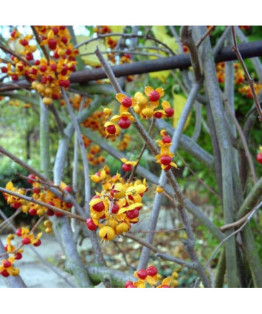 Dławisz 'Duo' (beidgeschlechtlich) P9/C1