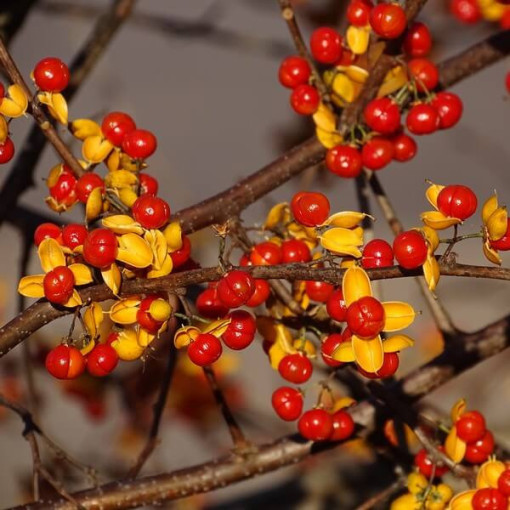 Dławisz 'Duo' (beidgeschlechtlich) P9/C1