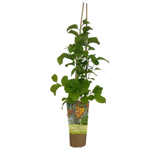 Dławisz 'Duo' (beidgeschlechtlich) P9/C1