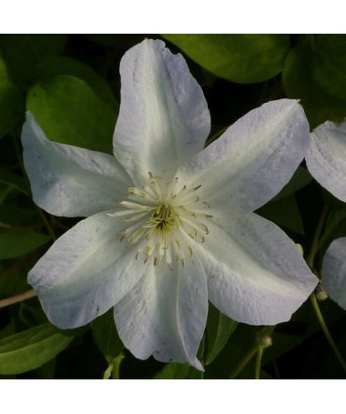 Clematis Yukikomachi (großblütig) P9/C1