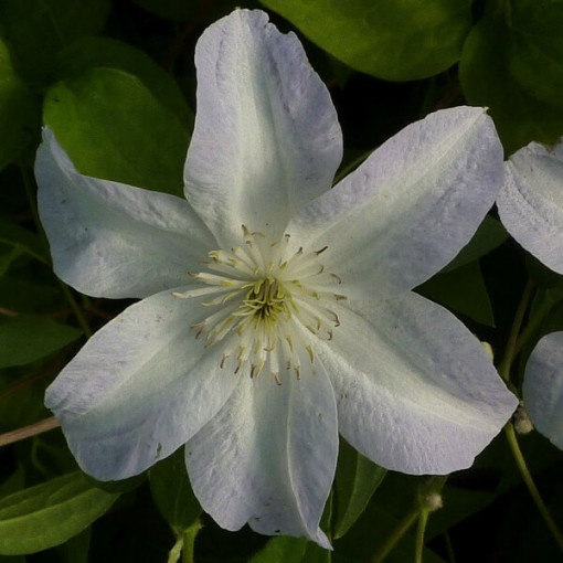 Clematis Yukikomachi (großblütig) P9/C1
