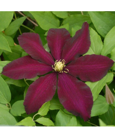 Clematis Warszawska Nike (großblütig) P9/C1