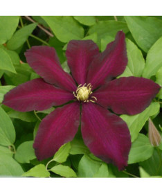 Clematis Warszawska Nike (großblütig) P9/C1