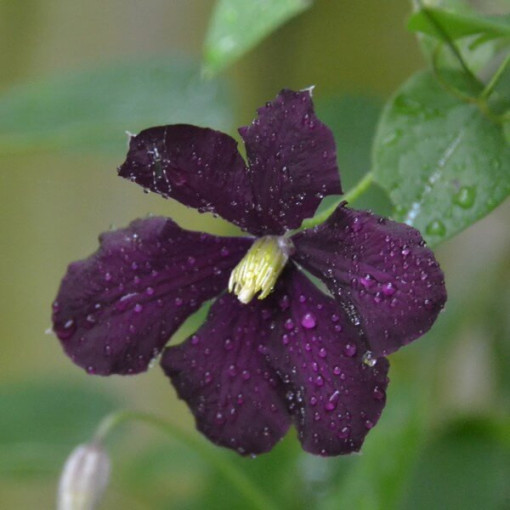 Clematis Warszawska Nike (großblütig) P9/C1