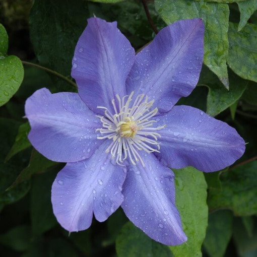 Clematis Vyvyan Pennell (großblütig) P9/C1