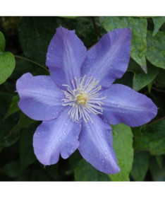 Clematis Vyvyan Pennell (großblütig) P9/C1