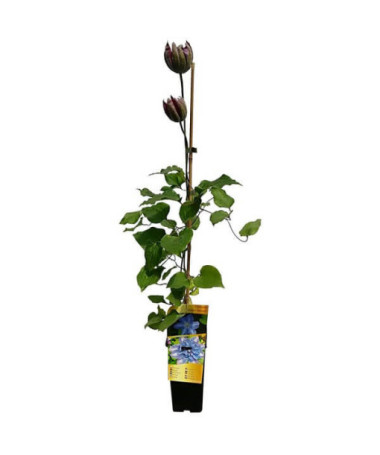 Clematis Vyvyan Pennell (großblütig) P9/C1