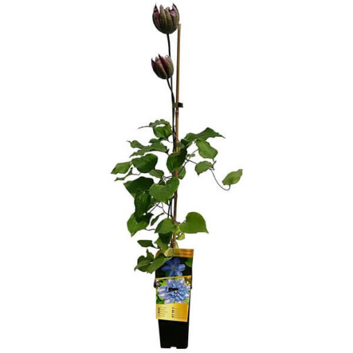 Clematis Vyvyan Pennell (großblütig) P9/C1