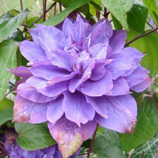 Clematis Vyvyan Pennell (großblütig) P9/C1