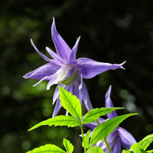 Clematis botanisch 'Violet Pink' (voll) P9/C1