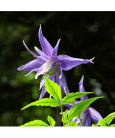 Clematis botanisch 'Violet Pink' (voll) P9/C1
