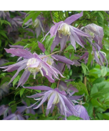 Clematis botanisch 'Violet Pink' (voll) P9/C1