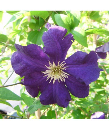 Clematis Viola (großblütig) P9/C1