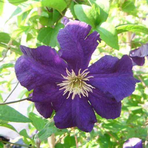 Clematis Viola (großblütig) P9/C1