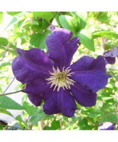 Clematis Viola (großblütig) P9/C1