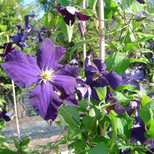Clematis Viola (großblütig) P9/C1