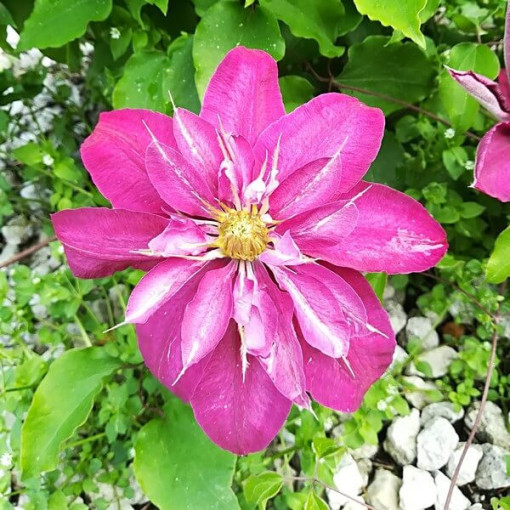 Clematis Vino (großblütig) P9/C1