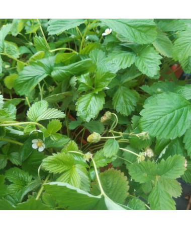 Erdbeere MIX rot-gelb Topf, 4L