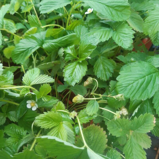 Erdbeere MIX rot-gelb Topf, 4L