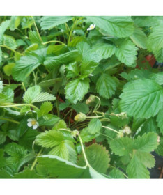 Erdbeere MIX rot-gelb Topf, 4L