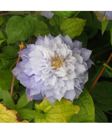 Clematis Veronica's Choice (großblütig, voll) P9/C1