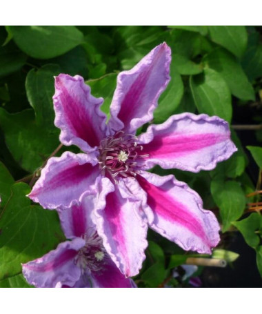 Clematis Tudor (großblütig) P9/C1