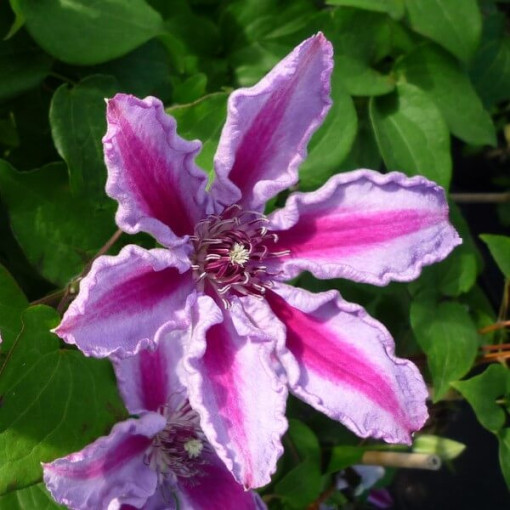 Clematis Tudor (großblütig) P9/C1