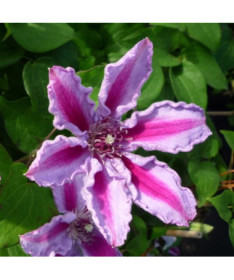 Clematis Tudor (großblütig) P9/C1