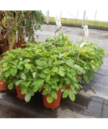 Erdbeere MIX rot-gelb Topf, 4L