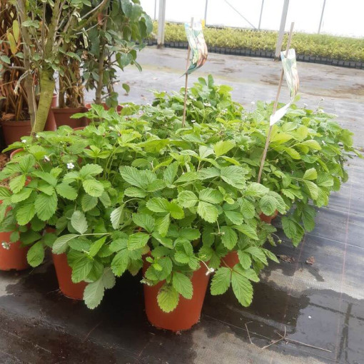 Erdbeere MIX rot-gelb Topf, 4L