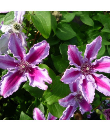 Clematis Tudor (großblütig) P9/C1