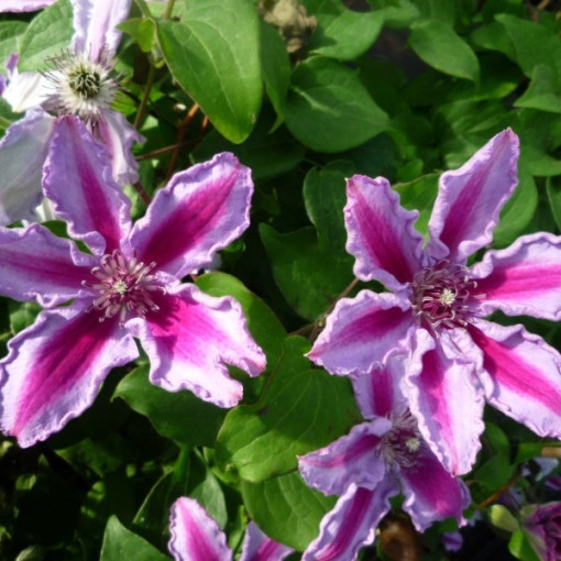 Clematis Tudor (großblütig) P9/C1
