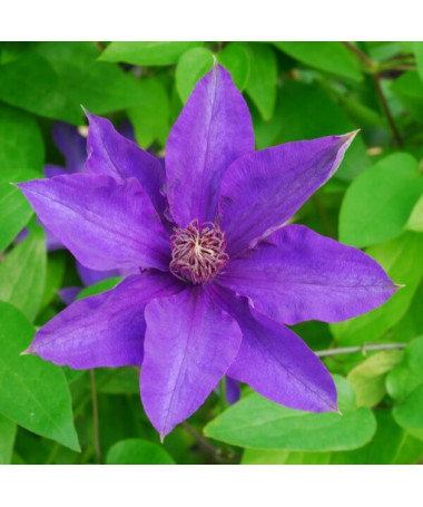 Clematis The President (großblütig) P9/C1