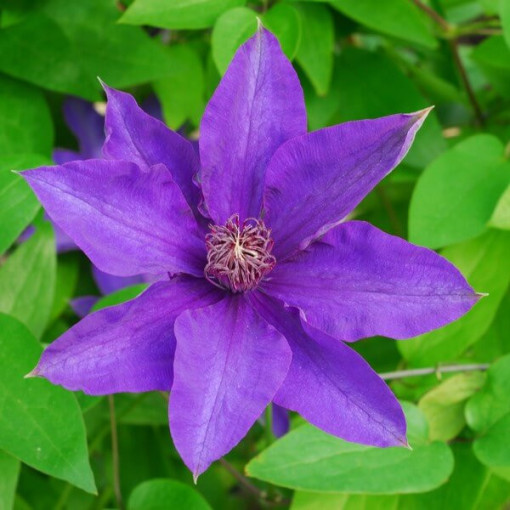 Clematis The President (großblütig) P9/C1