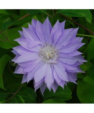 Clematis Teshio (großblütig, voll) P9/C1